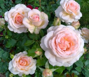 Роза штамбовая Chandos Beauty (Чандос Бьюти) — фото 1