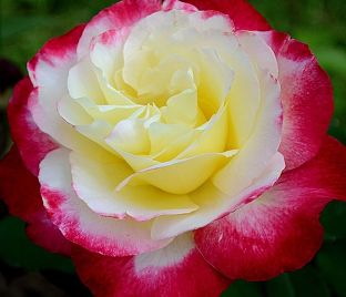 Роза штамбовая Double Delight (Дабл Дилайт) — фото 1