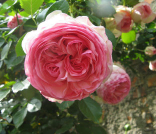 Роза штамбовая Eden Rose '85 (Эден Роуз 85) — фото 1