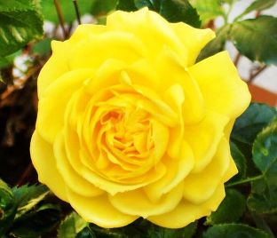 Роза штамбовая Friesia (Фрезия) — фото 1