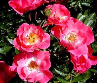 Роза штамбовая Fuchsia Meillandecor (Фуксия Мейяндекор) — фото 1