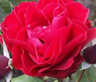Роза штамбовая Feuerland (Фоерланд) — фото 1