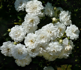 Роза штамбовая Guirlande d'Amour (Гирлянд де Амур)