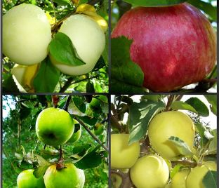 Яблоня 4х-сортовая Альпина / Медуница / Белый налив / Голден делишес — фото 1
