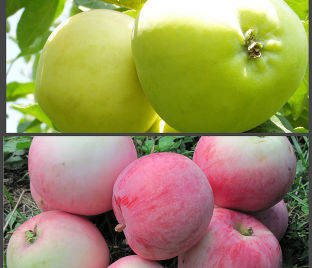 Яблоня 2х-сортовая - Белый налив / Мельба — фото 1