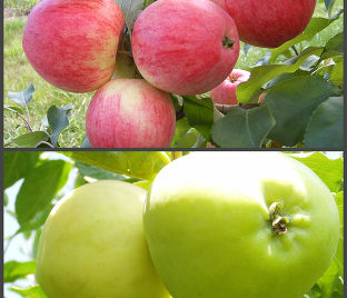 Яблоня 2х-сортовая - Слава Победителям / Белый налив — фото 1