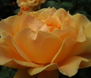 Роза Apricot Clementine (Априкот Клементайн) — фото 1