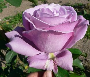 Роза Blue Nile (Блю Нил)