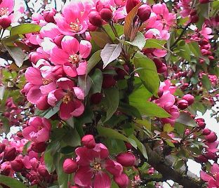 Яблоня колоновидная красноцветковая "Розовая Сказка"