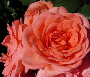 Роза Amelia Renaissance (Амелия Ренессанс) — фото 1