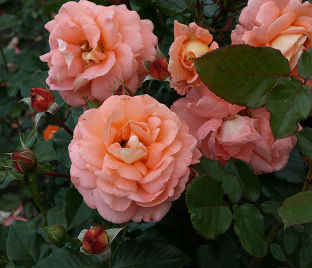 Роза Bonita Renaissance (Бонита Ренессанс) — фото 1