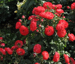 Роза Planten un Blomen (Плантэн ун Блюмен)