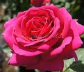 Роза Big Purple (Биг Пёрпл) — фото 7