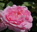 Роза Mary rose (Мери роуз) — фото 4
