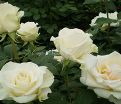Роза Advance (Эдванс) — фото 10
