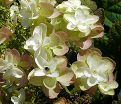 Гортензия дуболистная Сайкс Дварф / Hydrangea quercifolia Sike's Dwarf — фото 4