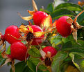 Шиповник плодовый "Воронцовский" — фото 2