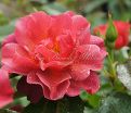 Роза Cinco de Mayo (Синко де Майо) — фото 10