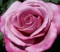 Роза Fragrant Plum (Фрагарнт Плам) — фото 7