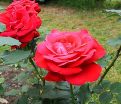 Роза штамбовая Dame de Coeur (Дам де Кёр) — фото 4