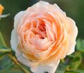 Роза Charles de Nervaux (Шарль де Нерво) — фото 4