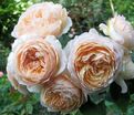 Роза Charles de Nervaux (Шарль де Нерво) — фото 5