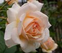 Роза Chandos Beauty (Чандос Бьюти) — фото 2