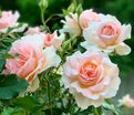 Роза Chandos Beauty (Чандос Бьюти) — фото 4