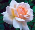 Роза Chandos Beauty (Чандос Бьюти) — фото 5