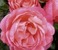 Роза Caritas rosen (Каритас розен) — фото 3