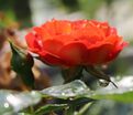 Роза Starlet Rose Carmen (Старлет Роуз Кармен) — фото 2