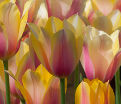 Тюльпан Блашинг Леди (Tulipa Blushing Lady) — фото 4
