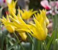 Тюльпан Вест Пойнт (Tulipa West Point) — фото 5