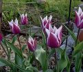 Тюльпан Клаудия (Tulipa Claudia) — фото 5