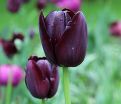 Тюльпан Куин оф Найт (Tulipa Queen of Night) — фото 6