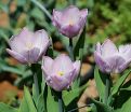 Тюльпан Кэнди Принц (Tulipa Candy Prince) — фото 9