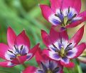 Тюльпан Литтл Бьюти (Tulipa Little Beauty) — фото 9