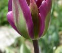 Тюльпан Найтрайдер (Tulipa Nightrider) — фото 3