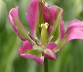 Тюльпан Найтрайдер (Tulipa Nightrider) — фото 5
