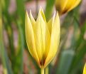Тюльпан Орфанида Флава (Tulipa orphanidea Flava) — фото 5