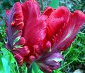Тюльпан Рококо (Tulipa Rococo) — фото 7
