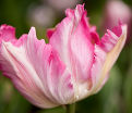 Тюльпан Силвер Пэррот (Tulipa Silver Parrot) — фото 5