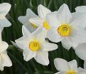 Нарцисс Актея (Narcissus Actaea) — фото 6
