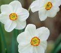 Нарцисс Актея (Narcissus Actaea) — фото 7