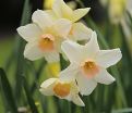 Нарцисс Белл Сонг (Narcissus Bell Song) — фото 5