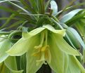 Фритиллярия (Рябчик) императорская Эрли Дрим / Fritillaria Early Dream — фото 3