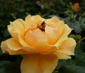 Роза Apricot Clementine (Априкот Клементайн) — фото 4