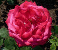 Роза Dame de Coeur (Дам де Кёр) — фото 2