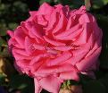 Роза Excelsa (Эксцельза)  — фото 15