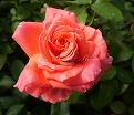 Роза Royal Deine (Роял Дейн) — фото 6